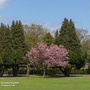 Prunus 'Accolade' (Mature Tree)