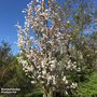 Prunus 'Amanogawa' (Mature Tree)