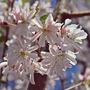 Prunus x subhirtella 'Autumnalis Rosea'