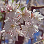 Prunus x subhirtella 'Autumnalis Rosea' (Mature Tree)