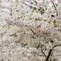 Prunus 'The Bride' (Mature Tree)