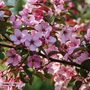 Prunus cerasifera 'Nigra' (Mature Tree)