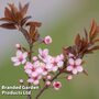 Prunus cerasifera 'Crimson Pointe'