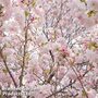 Prunus 'Fugenzo'