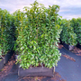 Prunus laurocerasus 'Genolia' (Hedging)