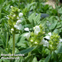 Prunella grandiflora 'White'