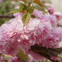 Prunus 'Kiku-shidare-zakura' (Mature Tree)