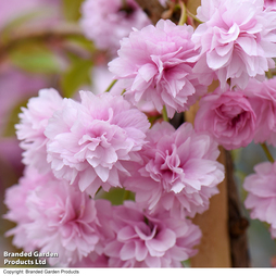 Prunus 'Kiku-shidare-zakura'