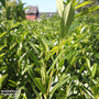 Prunus laurocerasus 'Caucasica' (Hedging)