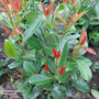 Prunus laurocerasus 'On Fire'