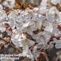 Prunus incisa 'Mikinori'