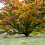 Prunus 'Pandora' (Mature Tree)
