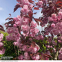 Prunus 'Royal Burgundy' (Mature Tree)