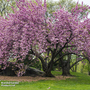Prunus 'Kanzan' (Mature Tree)