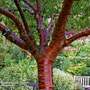 Prunus serrula (Mature Tree)