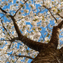 Prunus serrulata 'Tai Haku' (Mature Tree)