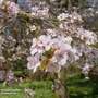 Prunus 'Spire' (Mature Tree)