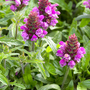 Prunella grandiflora 'Summer Daze'