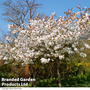 Prunus serrulata 'Tai Haku'