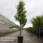 Prunus 'Taoflora Red'