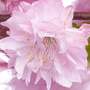 Prunus triloba 'Rosenmund'
