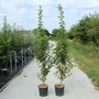 Prunus 'Umineko'