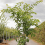 Prunus yedoensis
