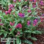 Pulmonaria 'Raspberry Splash'