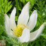 Pulsatilla vulgaris 'Alba'