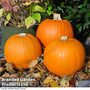 Pumpkin 'Jack of All Trades' - Seeds