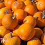 Pumpkin 'Jack o' Lantern'