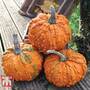 Pumpkin 'Zombie' F1 Hybrid - Seeds