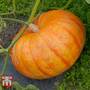 Pumpkin Rouge Vif D'Etamps - Seeds