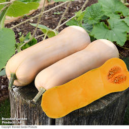 Butternut Squash 'Betternut' F1 - Seeds