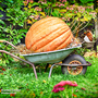 Pumpkin 'Big Max' - Seeds