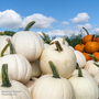 Pumpkin 'Snowman' - Seeds