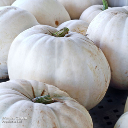 Pumpkin 'Snowman' - Seeds