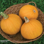 Pumpkin 'Triple Treat' - Seeds