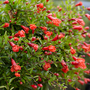 Pomegranate 'Nana'