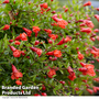 Punica granatum - Seeds