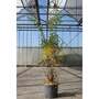 Pomegranate granatum 'Wonderful'