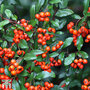 Pyracantha 'Orange Glow'