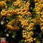 Pyracantha 'Soleil d'Or'