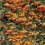 Pyracantha 'Firelight'