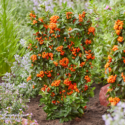 Pyracantha coccinea 'Orange Star'