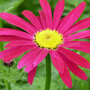 Pyrethrum coccineum 'James Kelway'