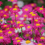 Pyrethrum 'T&M Single Mixed' - Seeds