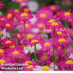 Pyrethrum 'T&M Single Mixed' - Seeds