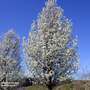 Pyrus calleryana 'Chanticleer' (Mature Tree)