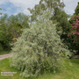 Pyrus salicifolia 'Pendula' (Mature Tree)